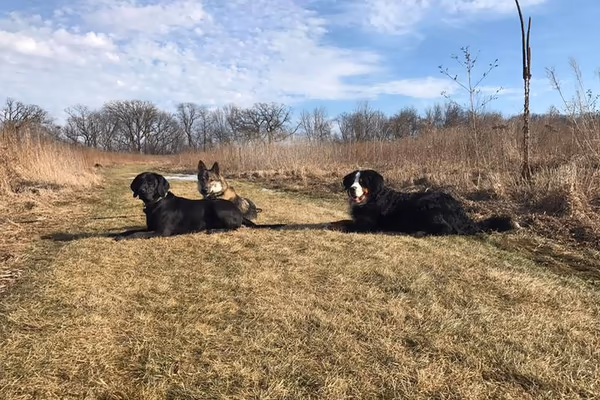 Jean & Carl Frank Canine Park photo 1